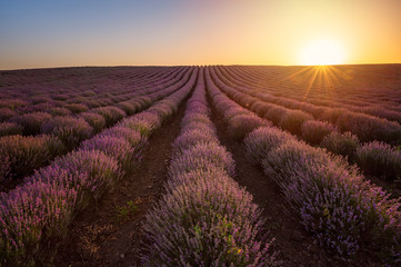 Fototapeta na wymiar Amazing view with beautiful lavender field and sun hiding behind the horizon at sunset