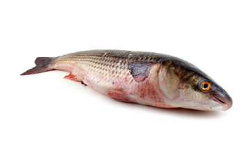 Pelengas (So-iny mullet)