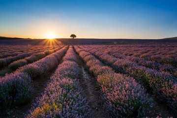 Amazing view with a beautiful lavender field with sun beams and lonely tree at sunset