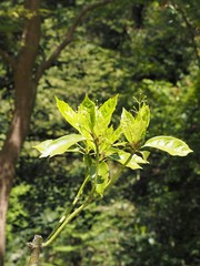 初夏の森で成長する新芽
