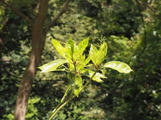 初夏の森で成長する新芽