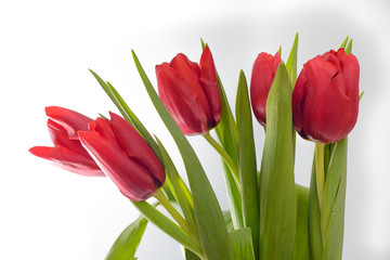 Bouquet of five red tulips on a white background with leaves, isolated