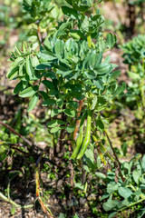 broad bean plantation