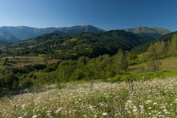 Mountain landscape with blue sky and flowering field flowers.