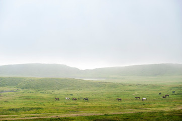 Fototapeta na wymiar Landscape with fog and horses