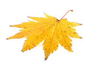 Autumn maple leaf