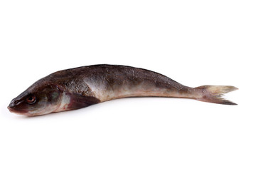 Fototapeta premium Sea bass