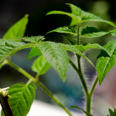 A young green tomato seedling grows on the windowsill
