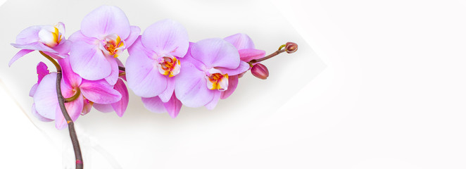 Pink orchid on white background. Greeting card, banner