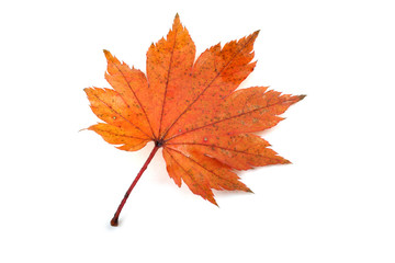 Autumn maple leaf