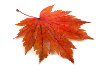 Autumn maple leaf