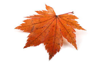 Autumn maple leaf