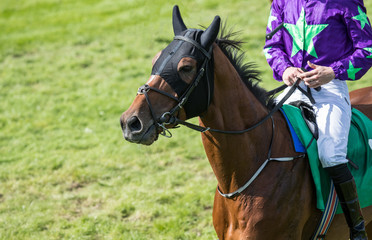 Fototapeta premium Race horse on the race track