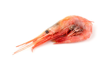 Shrimp