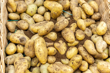 fresh crop of potatoes. Lots of fresh organic potatoes in the field. potato background, selective focus