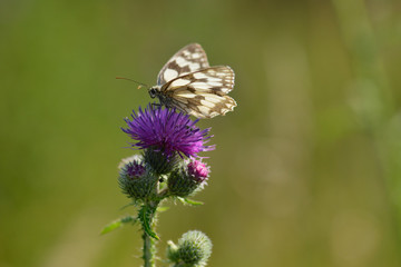 Schachbrett (Schmetterling) Weibchen	