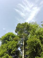 trees and blue sky