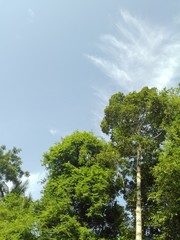 Obraz premium trees in the forest