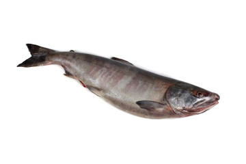 Chum salmon