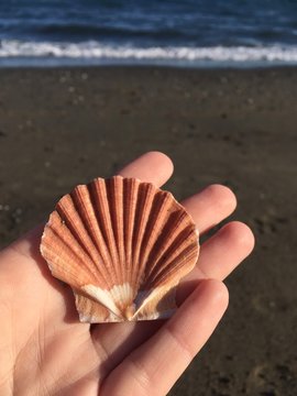Cropped Hand Of Person Holding Seashell At Beach