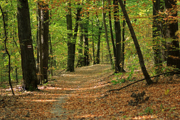 Fototapeta premium Autumn in Las Lagiewnicki in Lagiewniki, POland