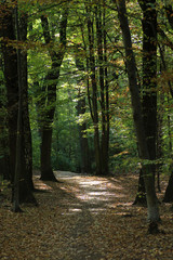 Obraz premium Autumn in Las Lagiewnicki in Lagiewniki, POland