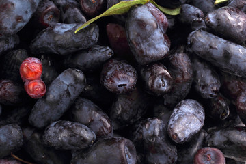 Honeysuckle berries background