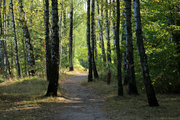 Fototapeta premium Autumn in Las Lagiewnicki in Lagiewniki, POland