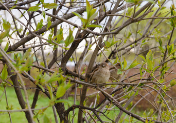 Sparrow sitting on a branch of a bush on a cloudy spring day