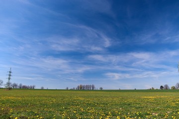 Spring landscape with a field full of blooming dandelions, blue sky with clouds and trees on the horizon