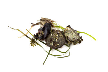 Scallop, oyster, mussel and alga