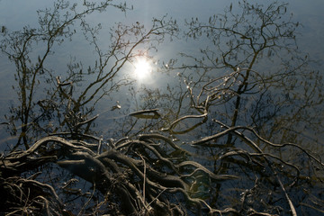The roots of trees in the water. reflection of tree branches, the sun and its rays in the dark water of the lake.