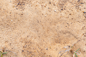 close-up of cold-colored sand with admixtures of grass and stones	
