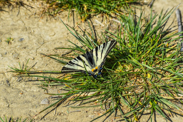 Beautiful colorful butterfly on the grass.