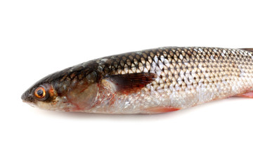 Pelengas (So-iny mullet)