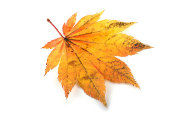 Autumn maple leaf