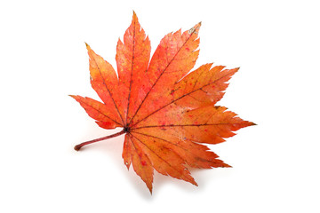 Autumn maple leaf
