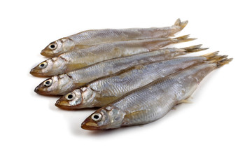 Smelt fish