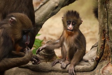 Portrait of playing baby mandrill with mother in ostrava zoo