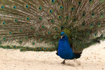 Obraz premium A beautiful colorful peacock running across the sandy ground in Zoo Ostrava