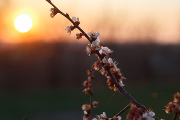 spring flowers in the morning