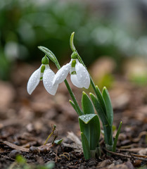 Galanthus, snowdrop flowers. Fresh spring snowdrop flowers.