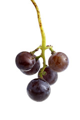 Black wine grape