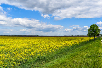 Fototapeta na wymiar In spring there is a beautiful yellow field.