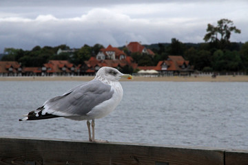 Seagull on the pier, Sopot, Poland