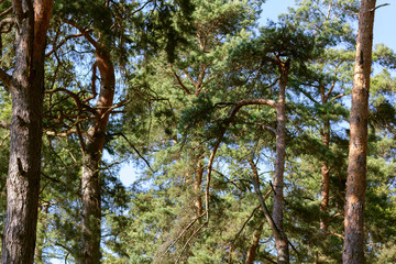 Fototapeta premium Pine forest on blue sky background
