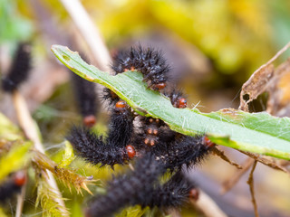 Glanville Fritillary (Melitaea cinxia ) Caterpillars in their Web.