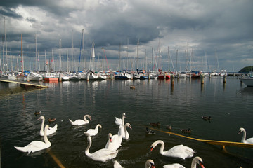 Swans in the harbor, Gdynia, Poland