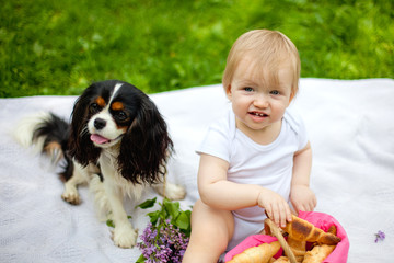 During the picnic, the kid treats his favorite dog with a croissant. Cavalier King Charles Spaniel.
