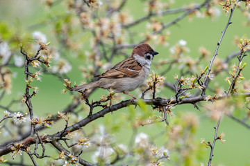Eurasian tree sparrow (Passer Montanus) sitting sideways on a branch.